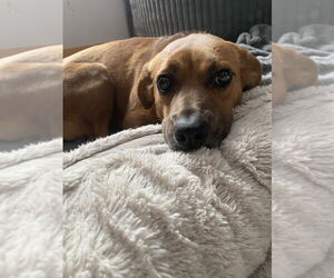 Mutt Dogs for adoption in Mundelein, IL, USA