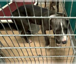 American Pit Bull Terrier-Weimaraner Mix Dogs for adoption in Texas City, TX, USA