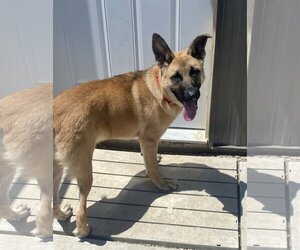 German Shepherd Dog-Mastiff Mix Dogs for adoption in Estherville, IA, USA