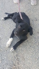 Borador Dogs for adoption in Montpelier, VT, USA