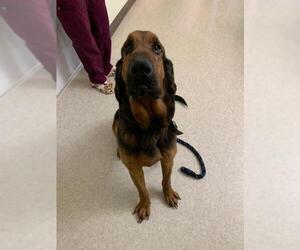 Bloodhound Dogs for adoption in Harrisville, WV, USA