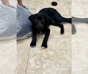 Labrador Retriever-Unknown Mix Dogs for adoption in Hilton Head, SC, USA