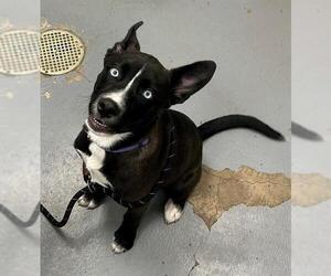 Huskies -Unknown Mix Dogs for adoption in Peoria, IL, USA