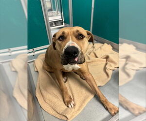 American Bulldog-Unknown Mix Dogs for adoption in Oklahoma City, OK, USA