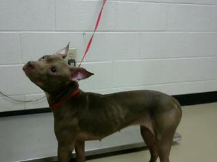 Medium Photo #1 American Pit Bull Terrier Puppy For Sale in Nashville, TN, USA