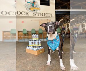 Mutt Dogs for adoption in Philadelphia, PA, USA