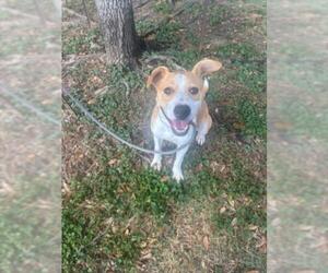 Labrador Retriever-Unknown Mix Dogs for adoption in Texas City, TX, USA