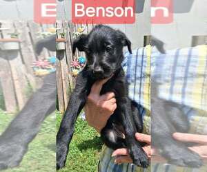 GIANT SCHNAUZER -Unknown Mix Dogs for adoption in Aurora, IN, USA