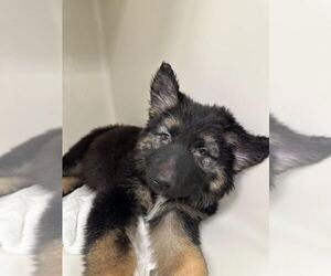 German Shepherd Dog-Unknown Mix Dogs for adoption in Las Vegas, NV, USA