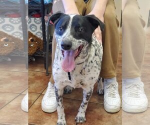 Medium Photo #5 Dalmatian-Unknown Mix Puppy For Sale in Amarillo, TX, USA
