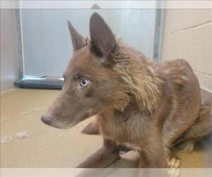 Siberian Husky-Unknown Mix Dogs for adoption in Martinez, CA, USA