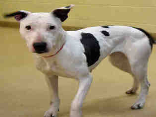 Bull Terrier Dogs for adoption in Ogden, UT, USA