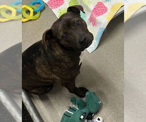 Mutt Dogs for adoption in Sterling, MA, USA