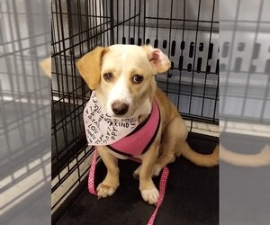Chiweenie Dogs for adoption in Missouri City, TX, USA