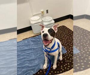 Mutt Dogs for adoption in Boston, MA, USA