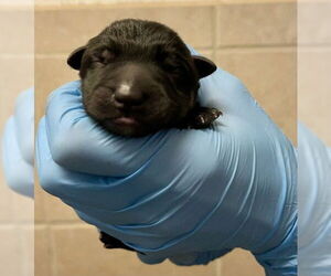 German Shepherd Dog Dogs for adoption in San Bernardino, CA, USA