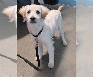 Cavachon Dogs for adoption in Houston, TX, USA