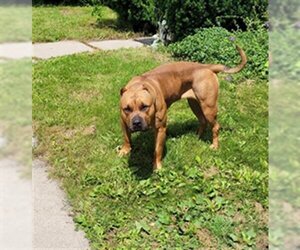 Mastiff-Unknown Mix Dogs for adoption in Vaughan, Ontario, Canada