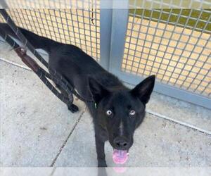 Siberian Husky-Unknown Mix Dogs for adoption in Fort Collins, CO, USA