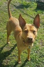 Labrador Retriever-Unknown Mix Dogs for adoption in Lake Jackson, TX, USA