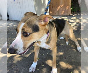 German Shepherd Dog-Unknown Mix Dogs for adoption in Long Beach, CA, USA