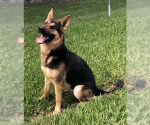 German Shepherd Dog Dogs for adoption in Weston, FL, USA