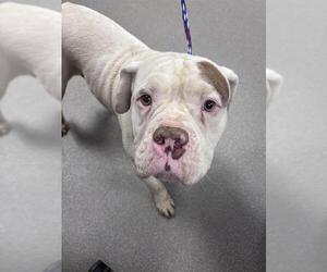Bulldog-Unknown Mix Dogs for adoption in Las Vegas, NV, USA