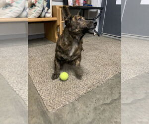 German Shepherd Dog-Pembroke Welsh Corgi Mix Dogs for adoption in Fairfield, IL, USA