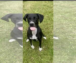 Labrador Retriever-Unknown Mix Dogs for adoption in Pensacola, FL, USA