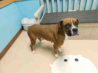 Boxer Dogs for adoption in Belleville, IL, USA