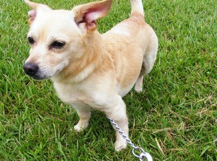 Chihuahua-Unknown Mix Dogs for adoption in New Bern, NC, USA
