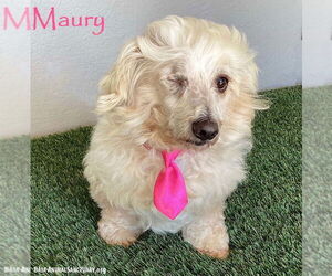 Poochon Dogs for adoption in San Diego, CA, USA