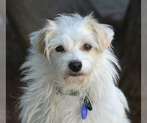 Small Chihuahua-Norfolk Terrier Mix