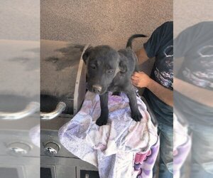 Labrador Retriever-Unknown Mix Dogs for adoption in Los Lunas, NM, USA