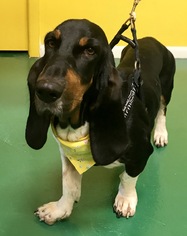 Basset Hound Dogs for adoption in Fort Pierce, FL, USA