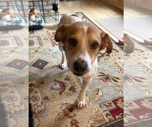 Mutt Dogs for adoption in Plainfield, IL, USA