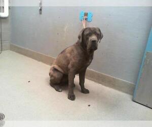 Mutt Dogs for adoption in Las Vegas, NV, USA