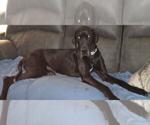 Great Dane Dogs for adoption in Newfoundland, PA, USA