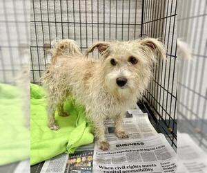 Maltese-Unknown Mix Dogs for adoption in Livingston, TX, USA
