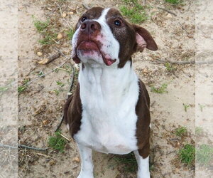 Mutt Dogs for adoption in Yardley, PA, USA