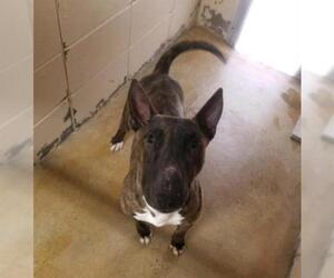 Bull Terrier Dogs for adoption in Lacombe, LA, USA