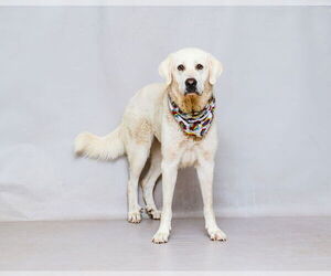 Great Pyrenees-Unknown Mix Dogs for adoption in Sanford, FL, USA