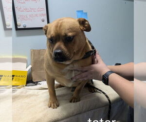 Pug-Unknown Mix Dogs for adoption in Chico, CA, USA