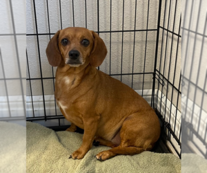Dachshund Dogs for adoption in Bolivar, MO, USA