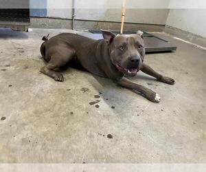Mutt Dogs for adoption in Camarillo, CA, USA