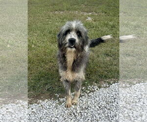Bearded Collie Dogs for adoption in Westwood, NJ, USA