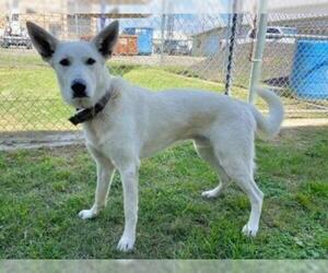 German Shepherd Dog Dogs for adoption in Oak Bluffs, MA, USA