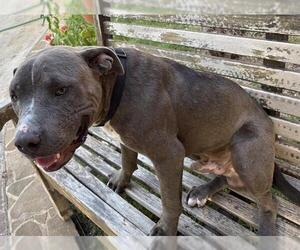 American Water Spaniel Dogs for adoption in San Antonio, TX, USA