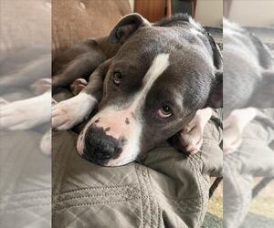 Mutt Dogs for adoption in Woodland, CA, USA