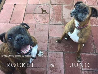 Boxer Dogs for adoption in Chinook, WA, USA
